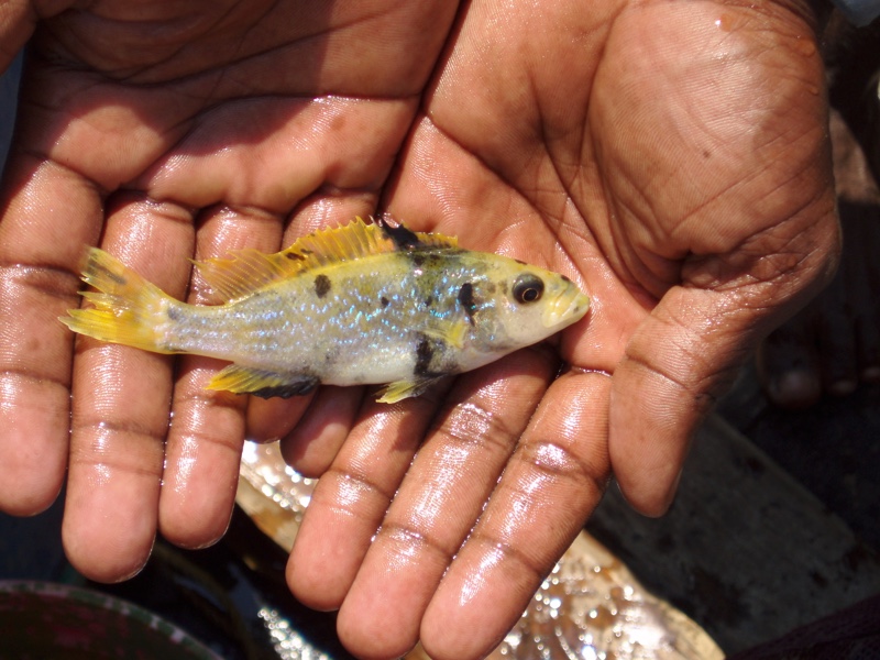 Perissodus microlepis 'Isanga Bay'
